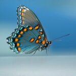 big_451e0b184968c2546d21e7906cfd69a4