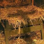 num berço de palhas