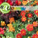 Palavr@ção on-line 18 - Fé