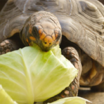 big_be17f43118bb08230215e0d7069d5f6c