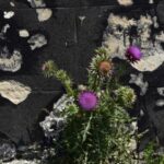 big_f8d18bea53b95a3ef854cc015db8d0f6